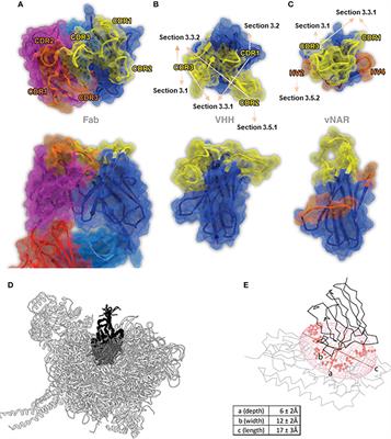 Research progress on unique paratope structure, antigen binding modes, and systematic mutagenesis strategies of single-domain antibodies